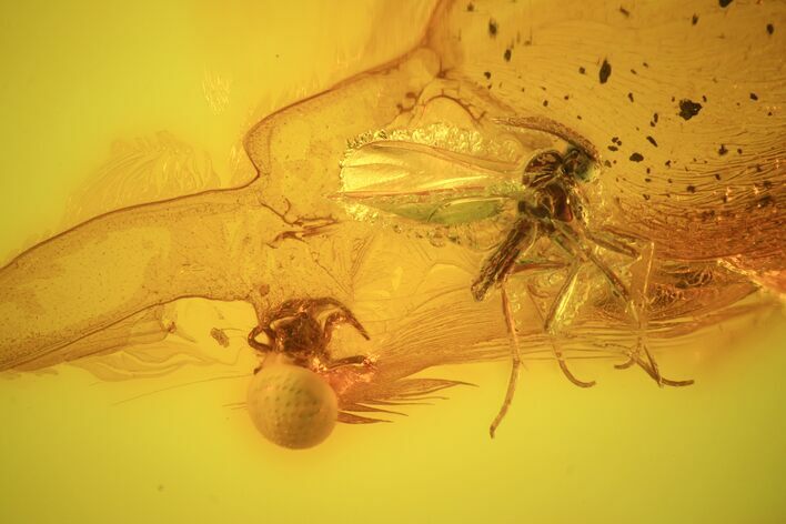 Fossil Fly (Diptera) & Spider (Aranea) In Baltic Amber #58117